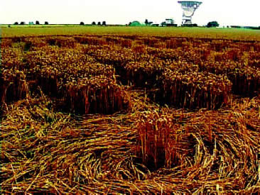 ground level close up of crop circle face