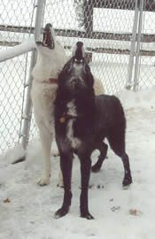 two timberwolves howling