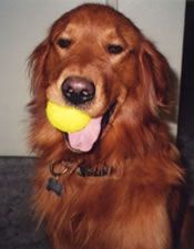 Golden Retriever with tennis ball in his mouth and tongue hanging out
